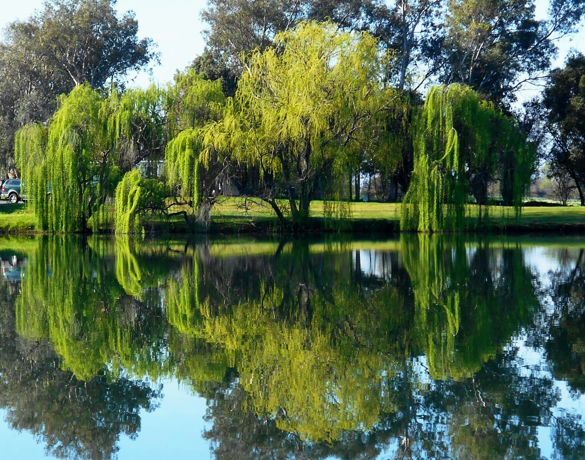 weeping willow tree in pond